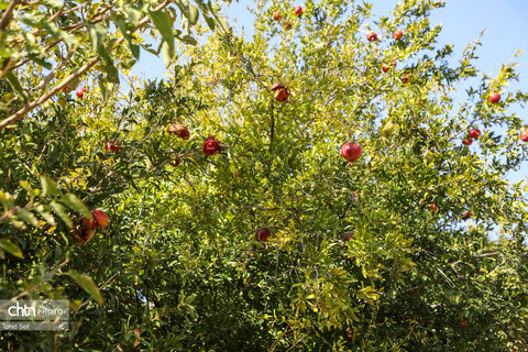 دومین رویداد فرهنگی و گردشگری انار نمهیل