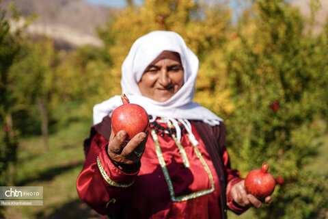 باغات انار روستای نمهیل