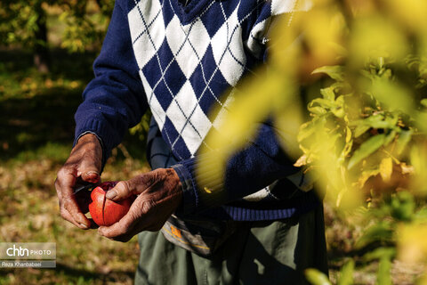 باغات انار روستای نمهیل