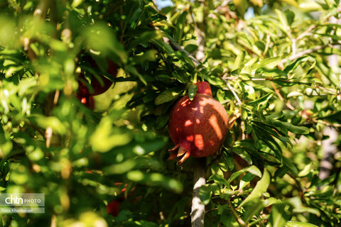 باغات انار روستای نمهیل