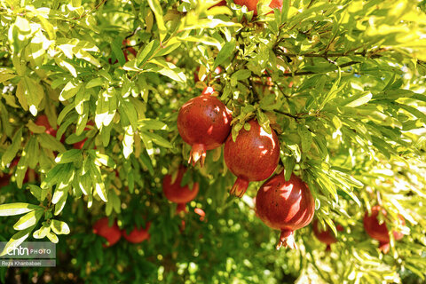 باغات انار روستای نمهیل