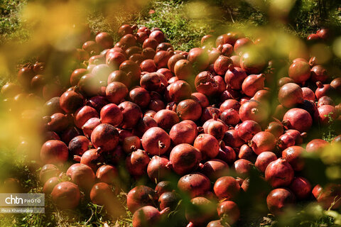 باغات انار روستای نمهیل