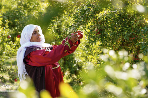 باغات انار روستای نمهیل