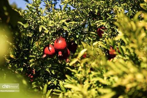 باغات انار روستای نمهیل