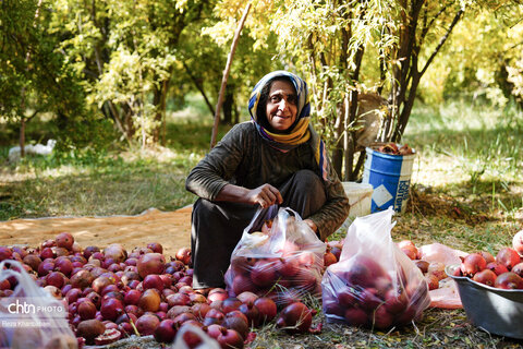 باغات انار روستای نمهیل