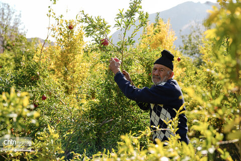 باغات انار روستای نمهیل
