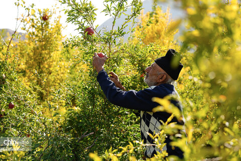 باغات انار روستای نمهیل