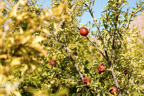 باغات انار روستای نمهیل