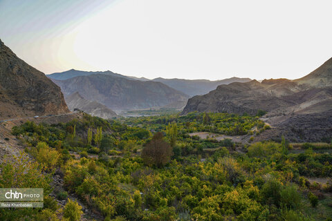 باغات انار روستای نمهیل