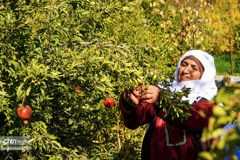 باغات انار روستای نمهیل