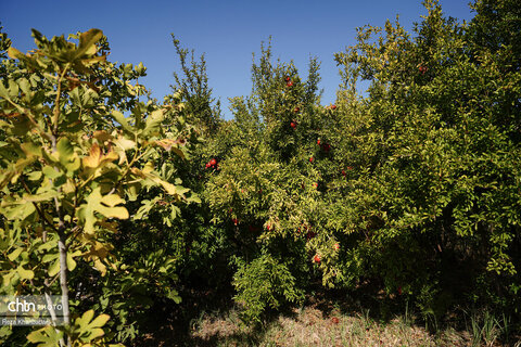 باغات انار روستای نمهیل