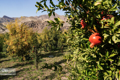 باغات انار روستای نمهیل