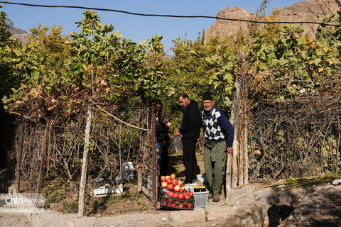 باغات انار روستای نمهیل
