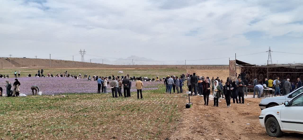 بازدید ۲۴ تور گردشگری تخصصی زعفران از شهرستان تربت حیدریه