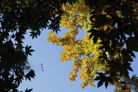 پاییز رنگارنگ در حاشیه زاینده‌رود