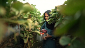 کشت توت فرنگی روستای درونک بهبهان