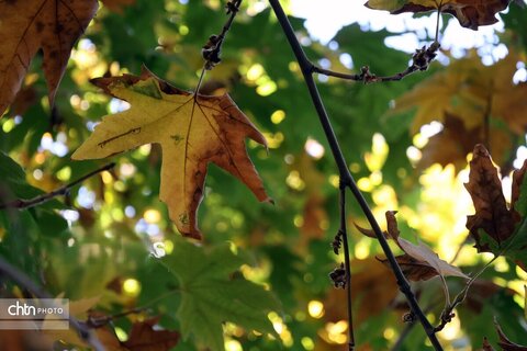 پاییز رنگارنگ در حاشیه زاینده‌رود