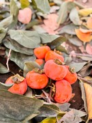 برداشت خرمالو، جاذبه‌ای تازه در گردشگری باغی بخش کن