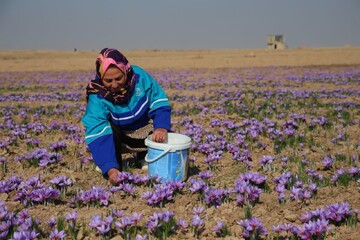 چهارمین رویداد دانش‌بنیان و جشنواره زنجیره ارزش زعفران خراسان شمالی برگزار می‌شود