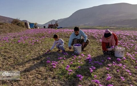 وامنان، نگین بنفش آزادشهر بر دامنه‌های سبز گلستان