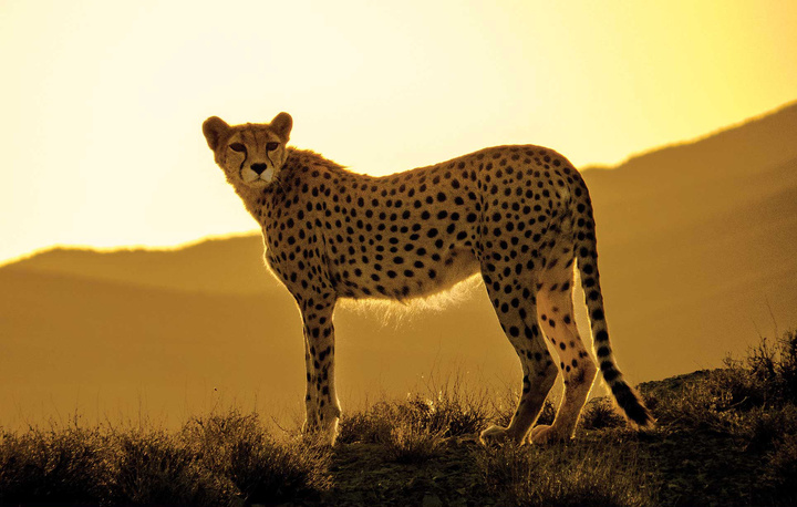 ثبت همایش «یوزپلنگ ایرانی» جاجرم در فهرست رویدادهای گردشگری کشور