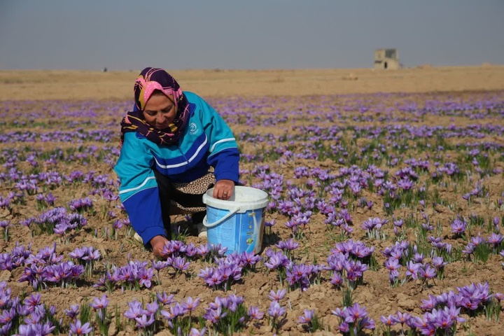چهارمین رویداد دانش‌بنیان و جشنواره زنجیره ارزش زعفران خراسان شمالی برگزار می‌شود