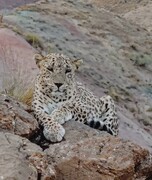 ثبت تصویر پلنگ نر سالوک از خراسان شمالی جهانی شد؛ بیش از ۱۰۰ میلیون بازدید