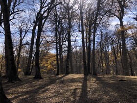 جنگل‌های هزاررنگ؛ آغوش مهربان پاییز بر شانه‌های گلستان