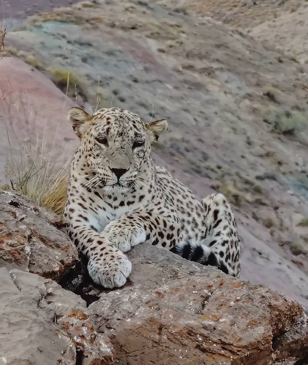 ثبت تصویر پلنگ نر سالوک از خراسان شمالی جهانی شد؛ بیش از ۱۰۰ میلیون بازدید