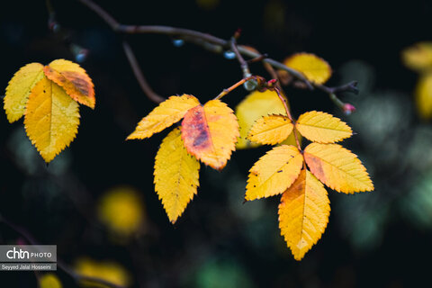 سنندج در اولین باران پاییزی