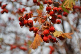 جلوه‌گری رنگ‌ها در دامنه‌های روستای گردشگری شیان کردستان