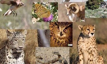 حضور فعال ایران با ۵۱ پیشنهاد در اجلاس جهانی گونه‌های گیاهی و جانوری در خطر انقراض