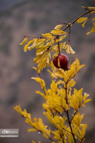 جلوه‌گری رنگ‌ها در دامنه‌های سنندج