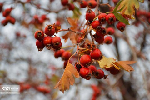 جلوه‌گری رنگ‌ها در دامنه‌های سنندج