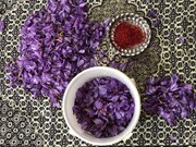 آرامش در میان گل‌های زعفران