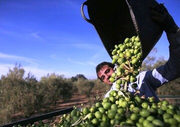 صادرات زیتون از باغ‌های شهرستان طارم/ بزرگترین تولیدکننده محصول در کشور و  قطب تولید این طلای سبز