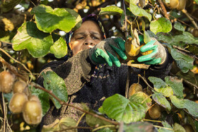 روایت معیشت و شرافت زنانه