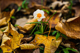 طبیعت پائیزی جنگل دالخانی و نمک آبرود