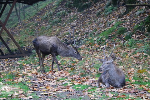 تور آشنا سازی فعالان گردشگری خارجی در مازندران