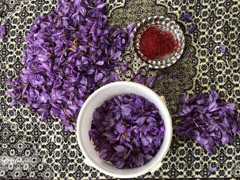 آرامش در میان گل‌های زعفران