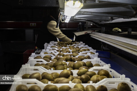 روایت معیشت و شرافت زنانه