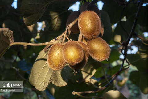 روایت معیشت و شرافت زنانه