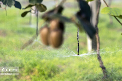 روایت معیشت و شرافت زنانه