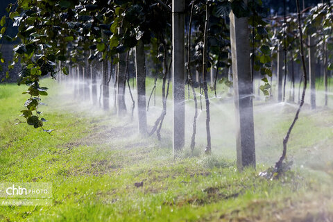 روایت معیشت و شرافت زنانه