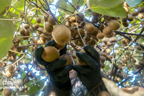 روایت معیشت و شرافت زنانه