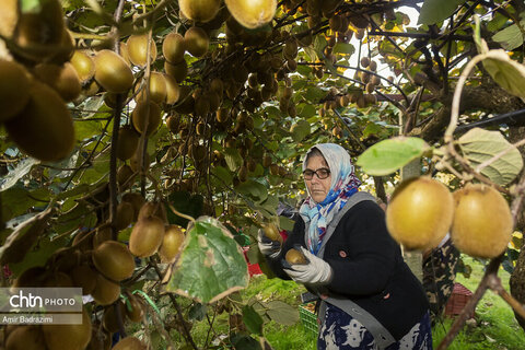 روایت معیشت و شرافت زنانه