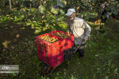 روایت معیشت و شرافت زنانه