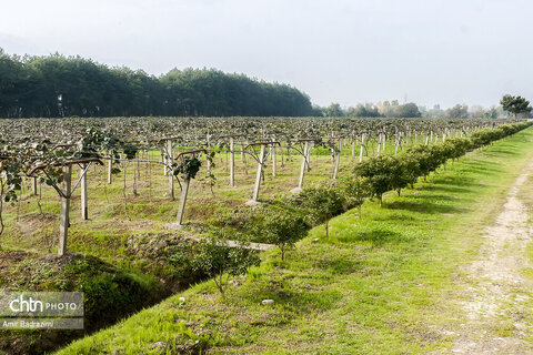 روایت معیشت و شرافت زنانه