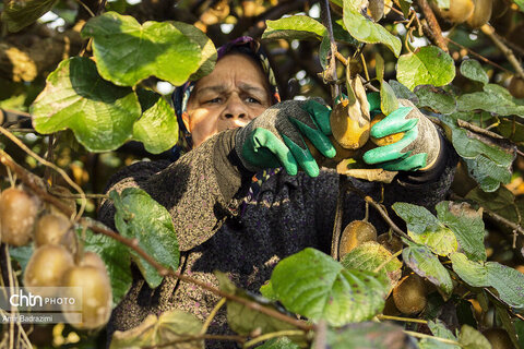 روایت معیشت و شرافت زنانه