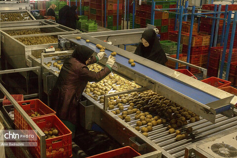 روایت معیشت و شرافت زنانه